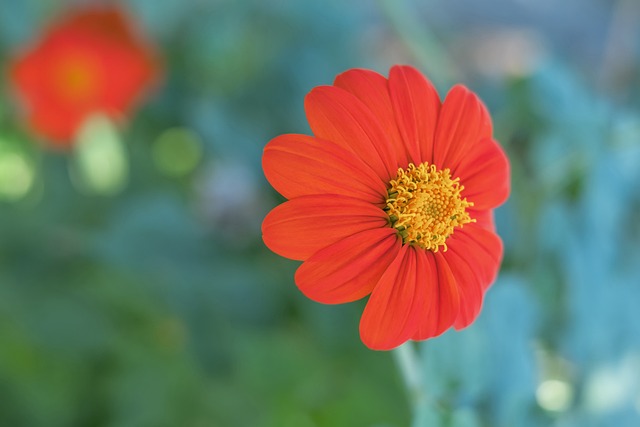 失了组织反 失了组织反